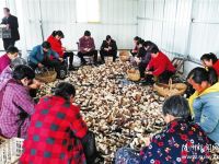 Óؚ���c�������a(ch��n)����