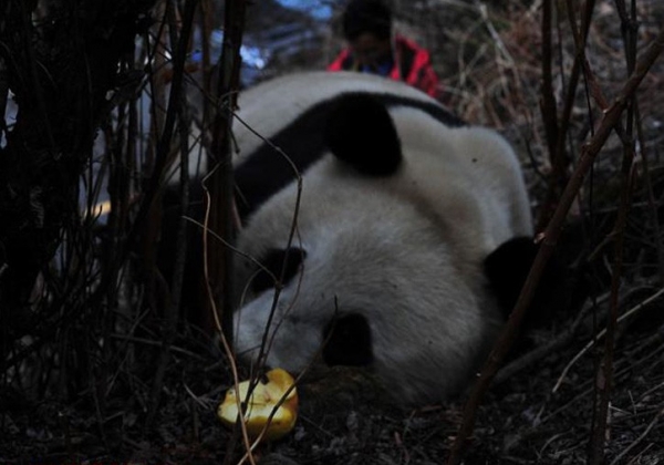 ����Ұ������؈�F(xi��n)���Ĺ���ɽ ����50���Rʩ��