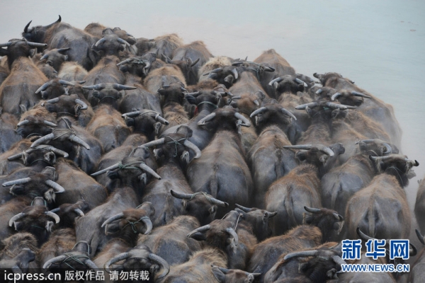 �Ĵ����꽭�F(xi��n)����ţ�ɽ����پ�