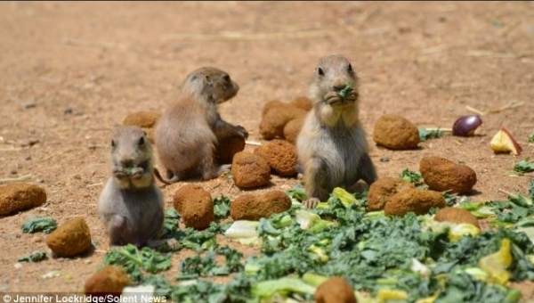 ������������Ҹ�����