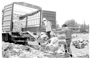 �����(zh��n)ꖹ���ײ˟��N