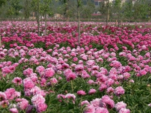 ���l(xi��ng)�ؘ䞳����ˎ��(j��ng)���_��