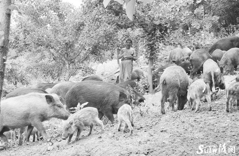 ����(zh��n)Ұ�i�����Ј��gӭ