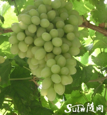 �����Ѳ���Ƥ����Ч����