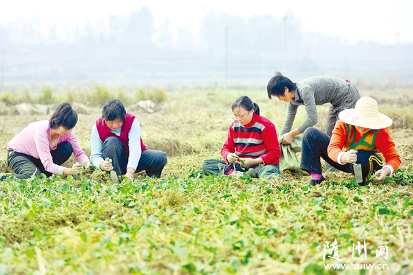 �L���߲˹�˾���зNֲ��(y��u)�|(zh��)���N������