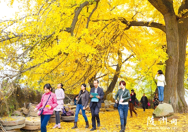 �y�ӹ�������������