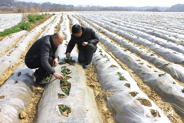 �����^(q��)��һ�Ӷ����������R����Nֲ��eͻ��3�f(w��n)��