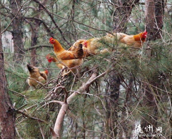 ���B(t��i)�B(y��ng)�u�Ј���