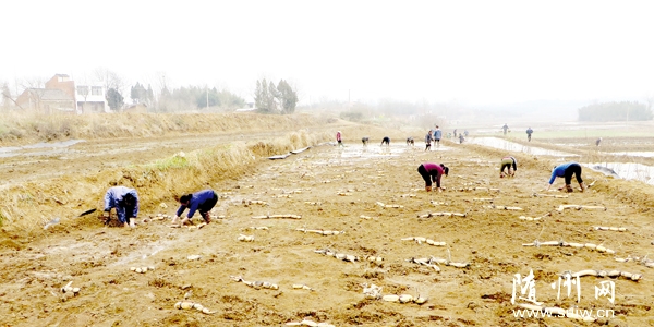 �Vˮ�����M������(y��u)�|(zh��)�߮a(ch��n)ѩɏź