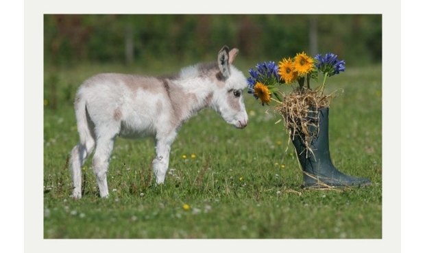 Ӣ����������С�H��������60���׋�С�ɐ�