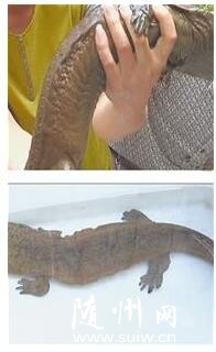 �Vˮ�аl(f��)�F(xi��n)74�����L(zh��ng)�ش�Ұ�������~(y��)