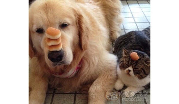 �����l�Ķ�����