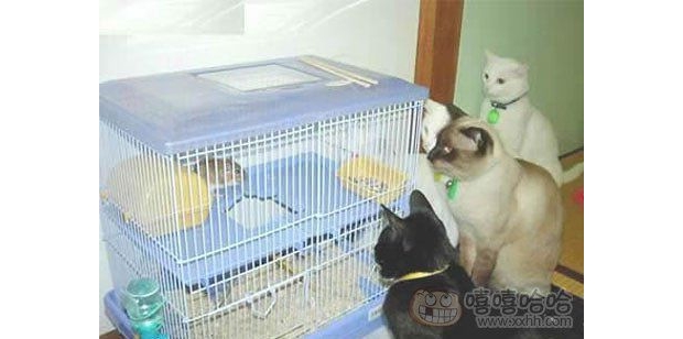 �@��ʲô��Σ�C(j��)�ķ��������