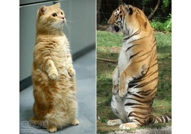 �����Ǵ�؈��