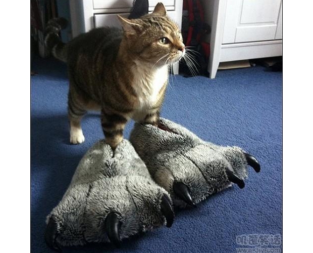 ������ҳ���һצ����