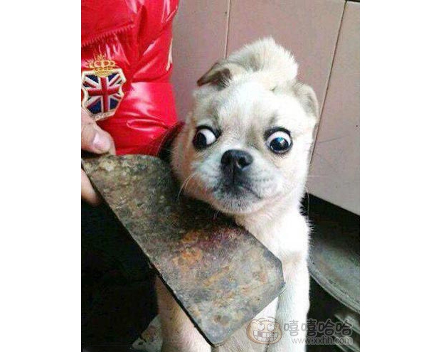 ������������ʲô������