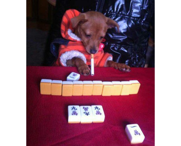 ����ԓ��ʲô����