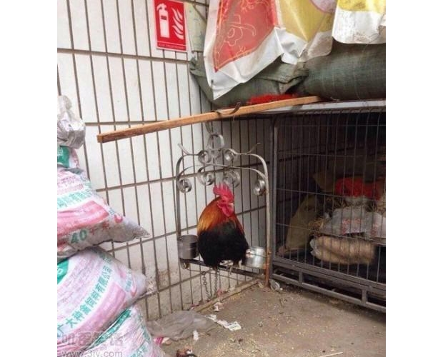 ι���ϼ����u�����B����