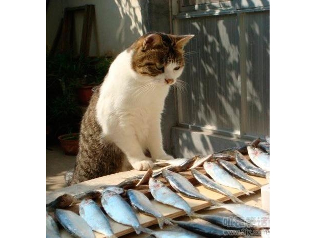 �����������һ������