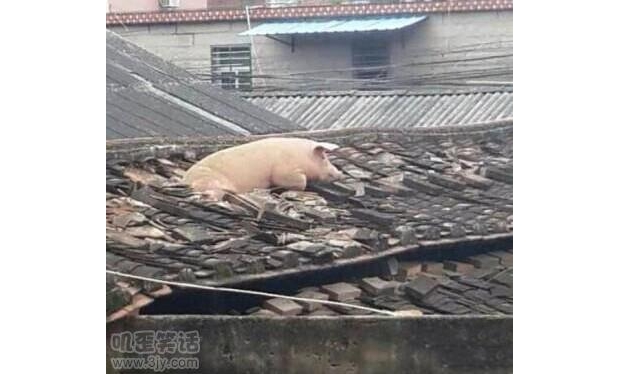 �i�����Ϙ������Å�����������