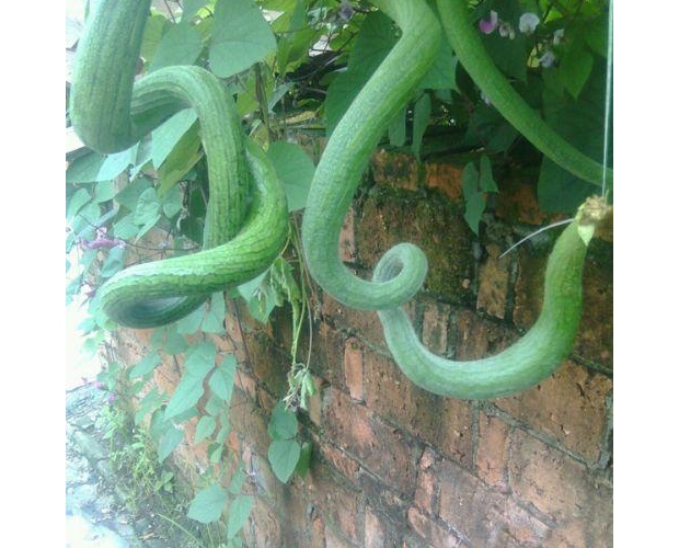 ��(g��)�Ӹ߾����@ô����