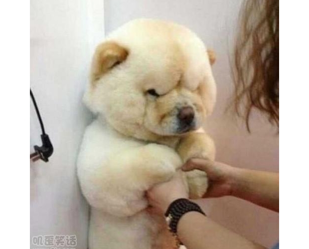 ������һֻ�����L(zh��ng)�����ܘӡ�����