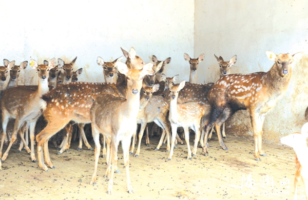 �S�ݸ��^(q��)�����(zh��n)�r(n��ng)����ұ���(chu��ng)�k��÷��¹�B(y��ng)ֳ����