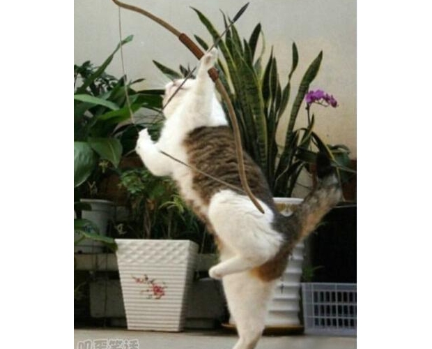 ��Ҫ�S����Լ�����Ƭ�����W(w��ng)�ϣ�����t