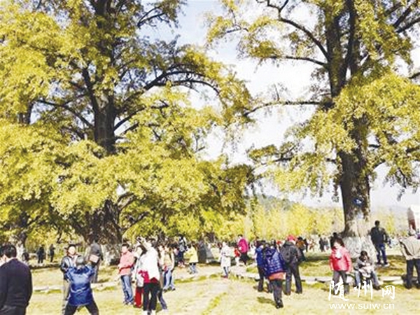 �����^(q��)����(zh��n)ǧ���y�ӹ�ӭ����������