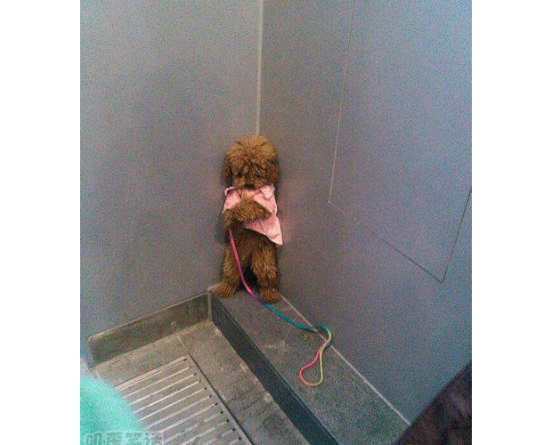 ��������ʲôί����