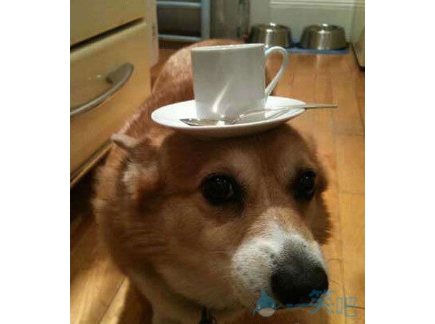 ������Ո����