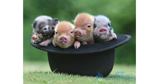 ���ȵ�С�i