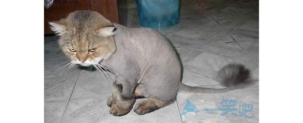 �l�����Ӵ���͵������