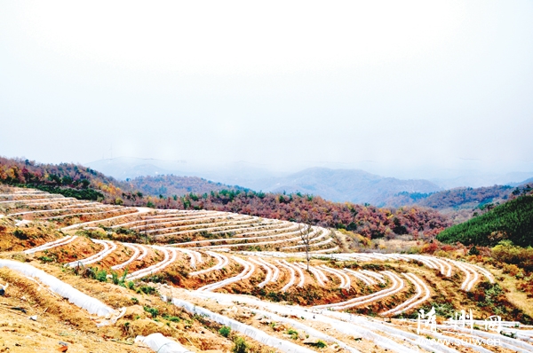 ����P(gu��n)�(zh��n)��X�ϴ���������y(t��ng)���Ļ�