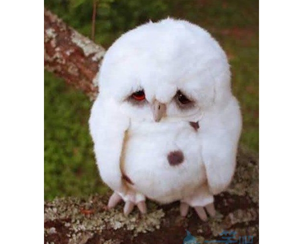 ��ί������