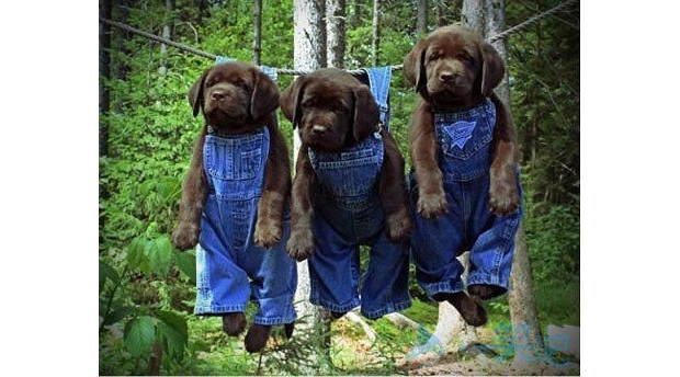 �ÿɐ۵Ĺ���