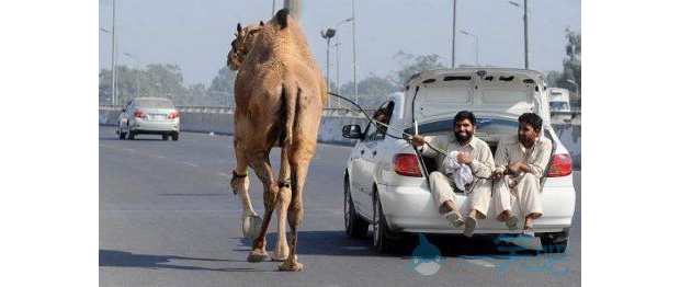 �����e������