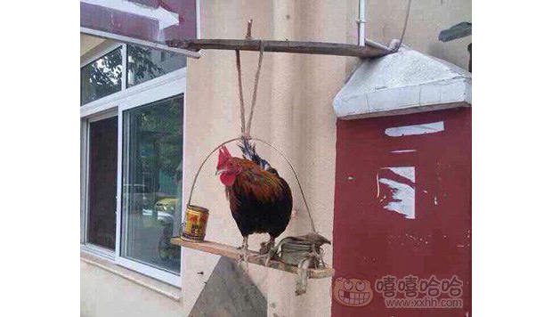 �����B(y��ng)��ֻ��������������f