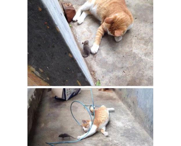 �]�����h(yu��n)�Ĕ�����ֻ�����h(yu��n)��������