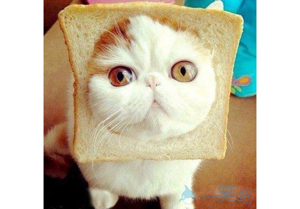 �H���㿴�C�Ȳ���