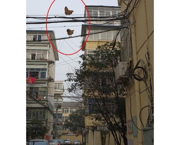 �@��ֻ�u��Ҫ����Ĺ�(ji��)��ô