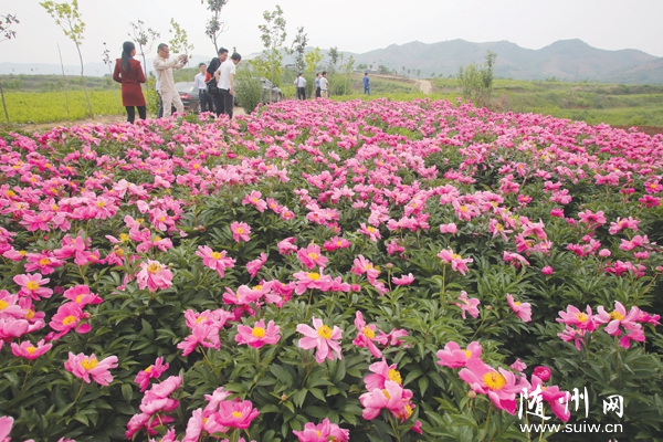 �S�h�ݵ��(zh��n)̴ɽ��Ͷ�Y100�f(w��n)Ԫ����������ˎ�Nֲ����ʾ������