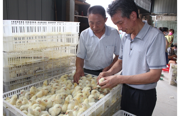 ʡ�r(n��ng)��Ժ�������N����ָ��(d��o)�����S�ݵط�Ʒ�N����ɽ�u��