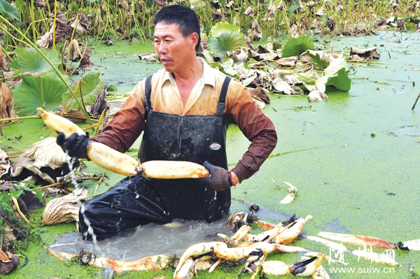 ��ɽ�(zh��n)ͬ�Ĵ����N��(y��u)�|(zh��)��ɏź�ܵ��Ј�(ch��ng)��A