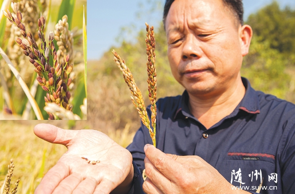 �S�h�߳��(zh��n)����ԇ�N��ɫˮ����Ŀǰ�ѽ�(j��ng)����