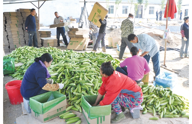 ��ɽ�(zh��n)�r(n��ng)���߲ˌ��I(y��)�����練����(ji��)�߲��＾���S��