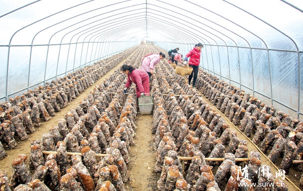 ���(y��ng)�(zh��n)�ſ��ߴ帻��Ģ���r(n��ng)�񌣘I(y��)������l(f��)չ��������������Ч݆����(bi��o)��(zh��n)��ʾ������