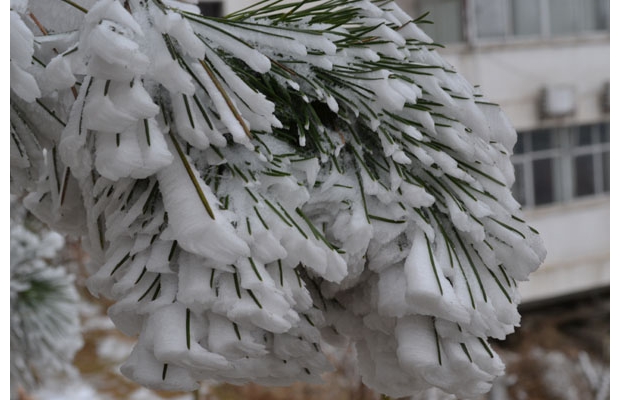 ���ɽѩ���������D�M��