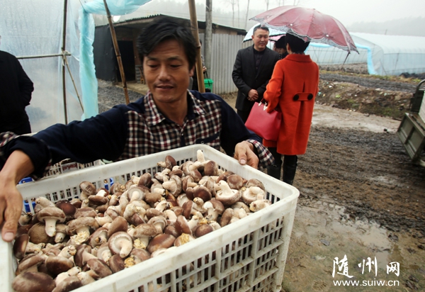 �����^(q��)����(zh��n)�e�O�M���r(n��ng)����¸��N�Nֲ�B(y��ng)ֳ�Ŀ