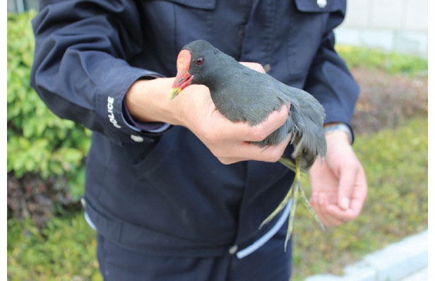 �S�hɭ�ֹ������c��(d��ng)?sh��)�Ⱥ������f(xi��)����@һ���F��Ƿ����CҰ�����ﰸ